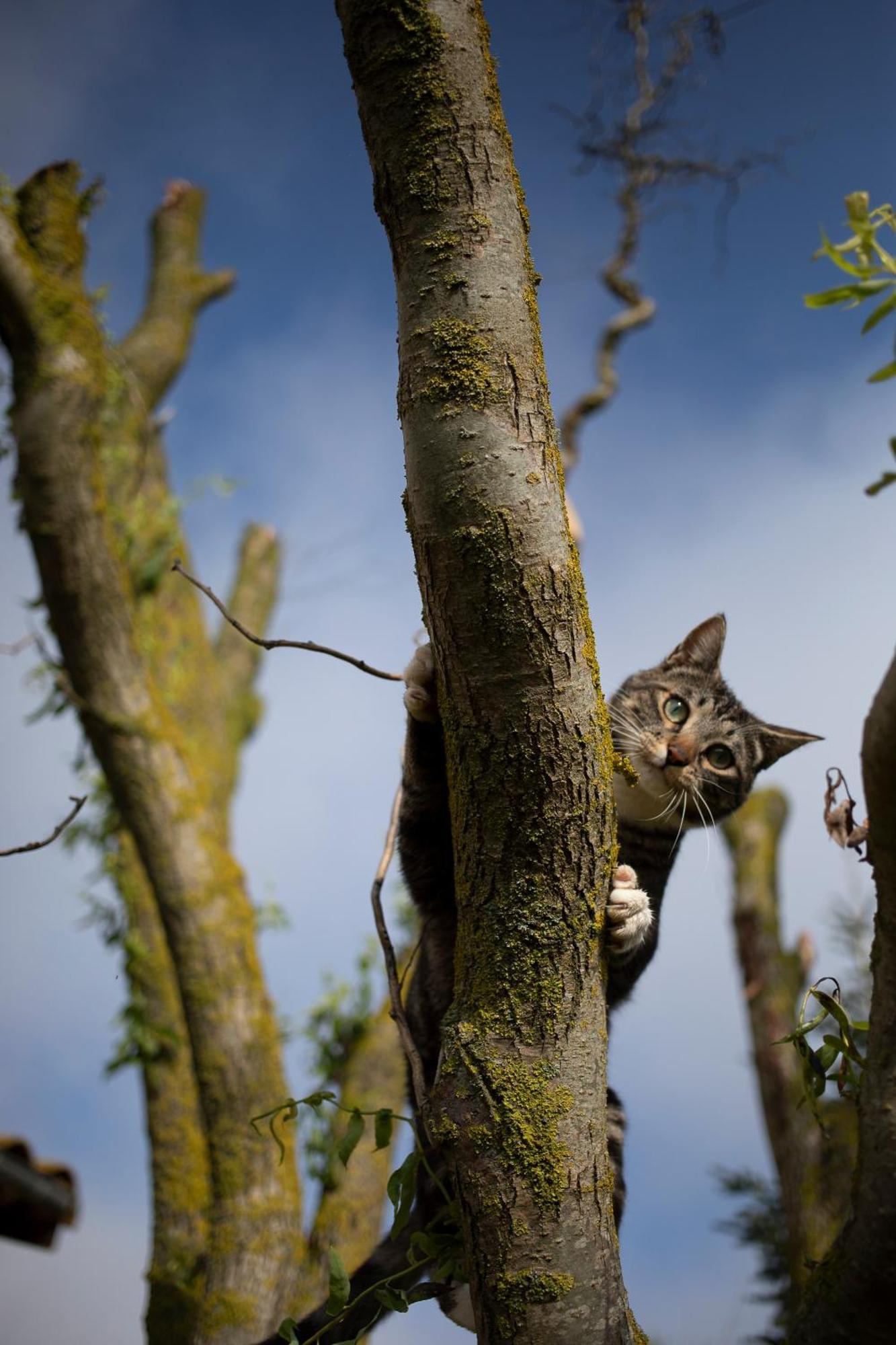 Le Chat Blanc Versols-et-Lapeyre Buitenkant foto
