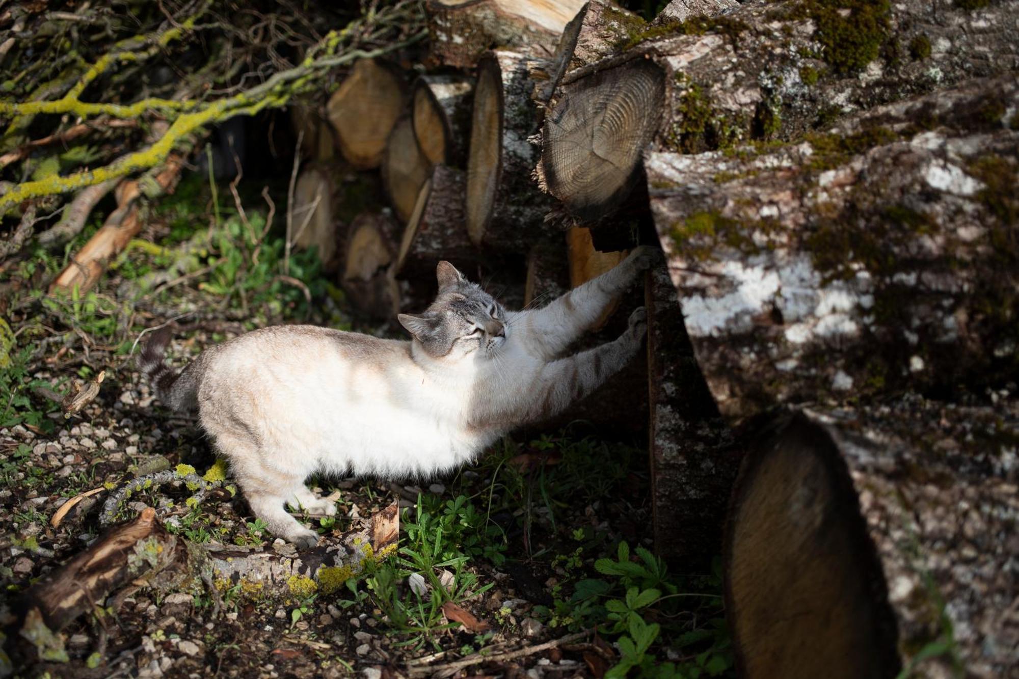 Le Chat Blanc Versols-et-Lapeyre Buitenkant foto