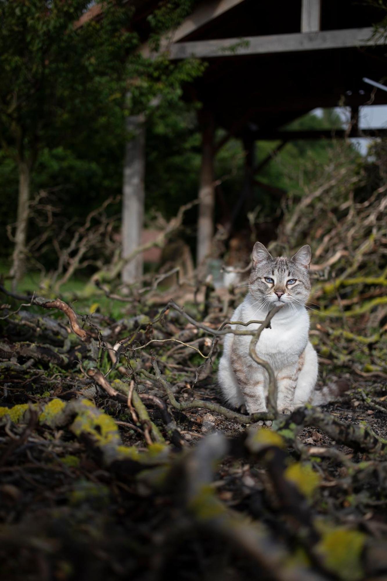 Le Chat Blanc Versols-et-Lapeyre Buitenkant foto