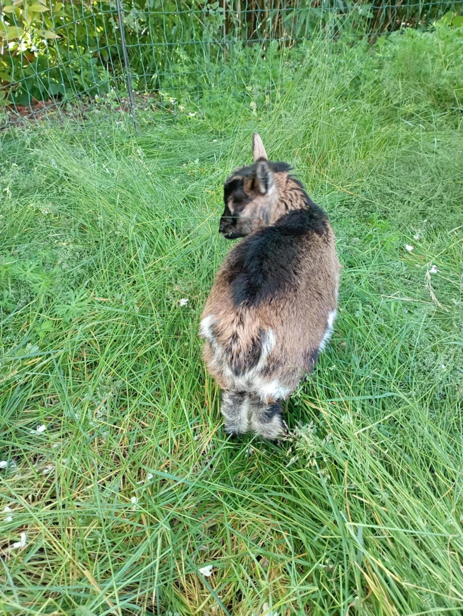 Le Chat Blanc Versols-et-Lapeyre Buitenkant foto